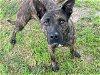 adoptable Dog in waco, TX named TIGRA