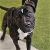 adoptable Dog in waco, TX named ALLURE