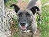 adoptable Dog in waco, TX named WYATT EARP