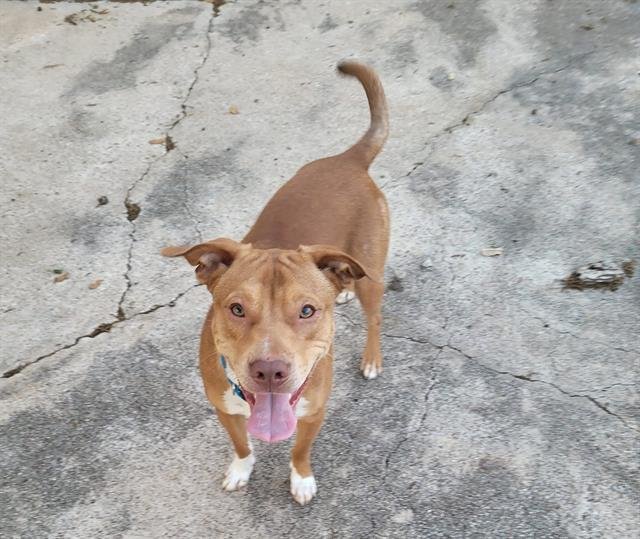 adoptable Dog in Waco, TX named DIESL