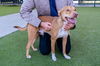 adoptable Dog in Waco, TX named DIESL