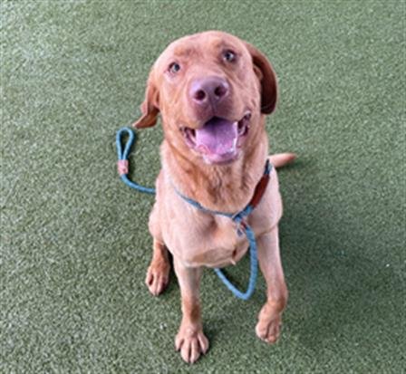 adoptable Dog in Waco, TX named TATER