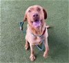 adoptable Dog in waco, TX named TATER