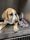 adoptable Dog in waco, TX named BO DUKE