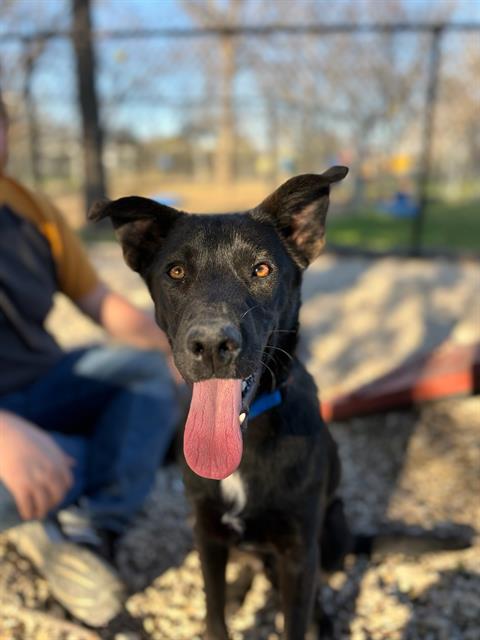 picture of the dog needing adoption