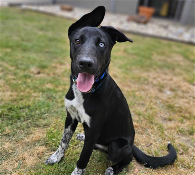 adoptable Dog in Waco, TX named LUCKY CHARM