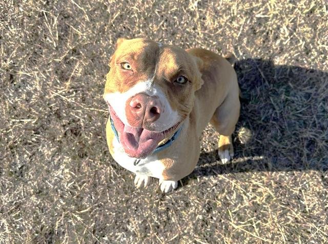 adoptable Dog in Waco, TX named BUNNY