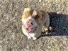 adoptable Dog in waco, TX named BUNNY