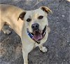 adoptable Dog in waco, TX named CANARY