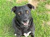 adoptable Dog in waco, TX named DAISY