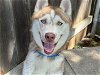 adoptable Dog in waco, TX named SARDINE