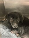 adoptable Dog in waco, TX named CHUBBY