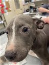 adoptable Dog in waco, TX named A110995