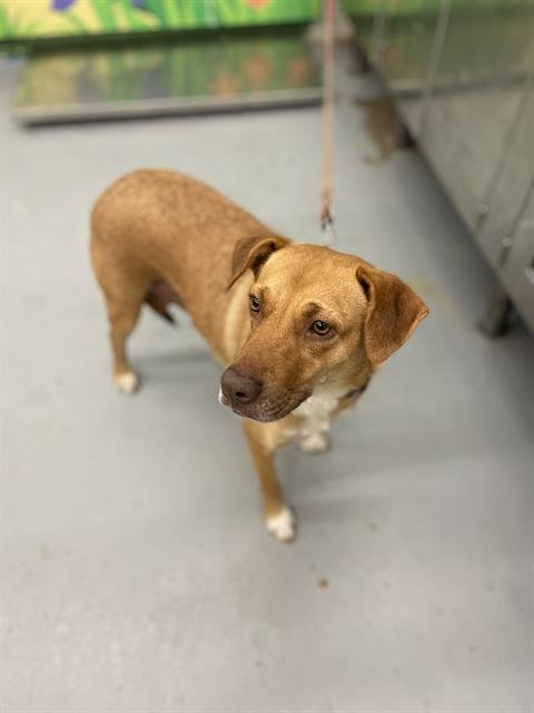 adoptable Dog in Waco, TX named TAMMY