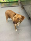 adoptable Dog in  named TAMMY