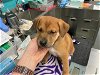 adoptable Dog in waco, TX named A110511