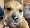 adoptable Dog in waco, TX named BUBBLE