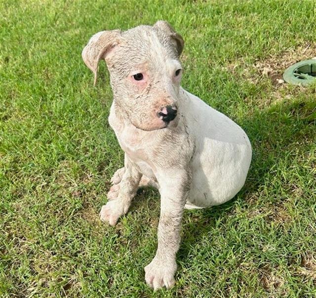 adoptable Dog in Waco, TX named BUBBLE
