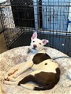 adoptable Dog in waco, TX named PEBBLE