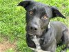 adoptable Dog in waco, TX named ADELAIDE