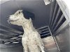 adoptable Dog in waco, TX named BUBBA