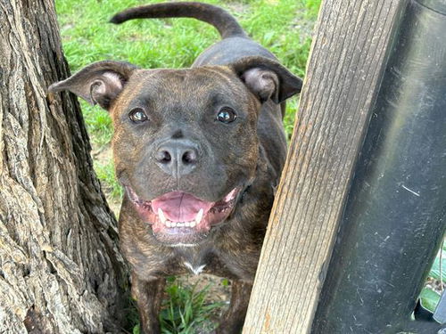 picture of the dog needing adoption