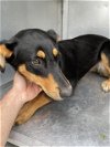 adoptable Dog in waco, TX named TOOTLES