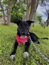 adoptable Dog in  named LILY