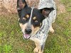adoptable Dog in waco, TX named CREW