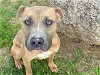 adoptable Dog in waco, TX named RYKER