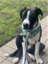 adoptable Dog in waco, TX named PATRICK