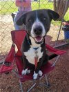adoptable Dog in waco, TX named BOSS