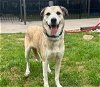 adoptable Dog in waco, TX named ROXANNE
