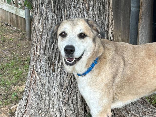 adoptable Dog in Waco, TX named ROXANNE