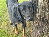 adoptable Dog in waco, TX named SADIE
