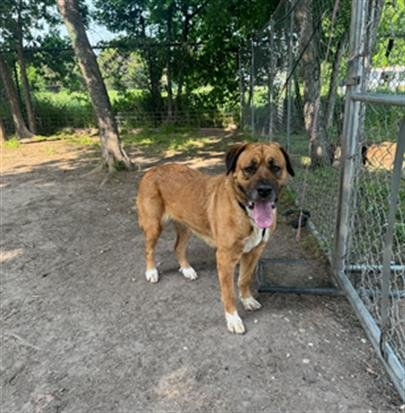 adoptable Dog in Waco, TX named LORENA