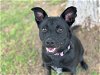 adoptable Dog in waco, TX named TIANA