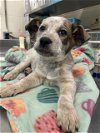 adoptable Dog in waco, TX named ALLEN RG