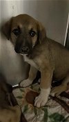 adoptable Dog in waco, TX named ALFALFA