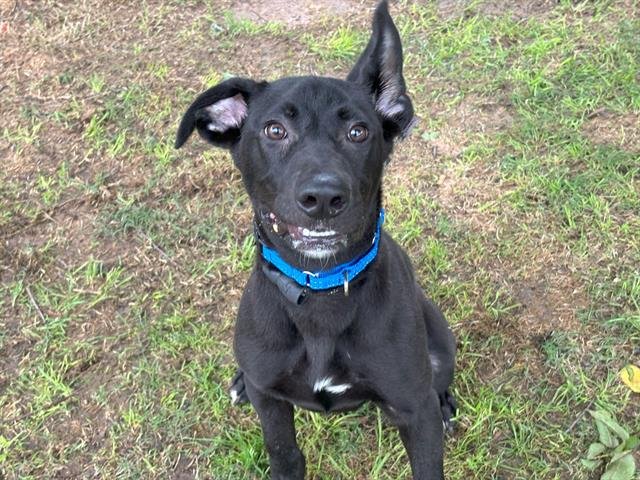 adoptable Dog in Waco, TX named BOWIE