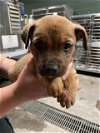 adoptable Dog in waco, TX named A111203