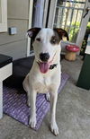 adoptable Dog in Waco, TX named RINGO