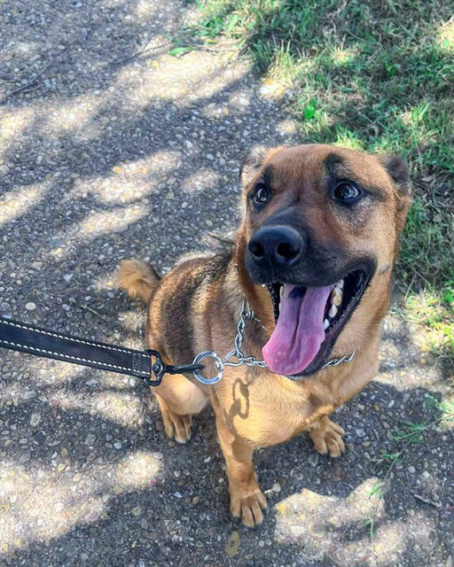 adoptable Dog in Waco, TX named PARKER