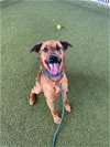 adoptable Dog in waco, TX named PARKER