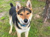 adoptable Dog in Waco, TX named JIMINY CRICKET