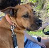 adoptable Dog in waco, TX named SALLY
