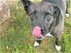 adoptable Dog in waco, TX named SHADOW SHAE