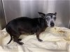 adoptable Dog in waco, TX named ROSITA