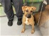 adoptable Dog in waco, TX named ABBY CADABBY