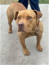 adoptable Dog in waco, TX named CANELO